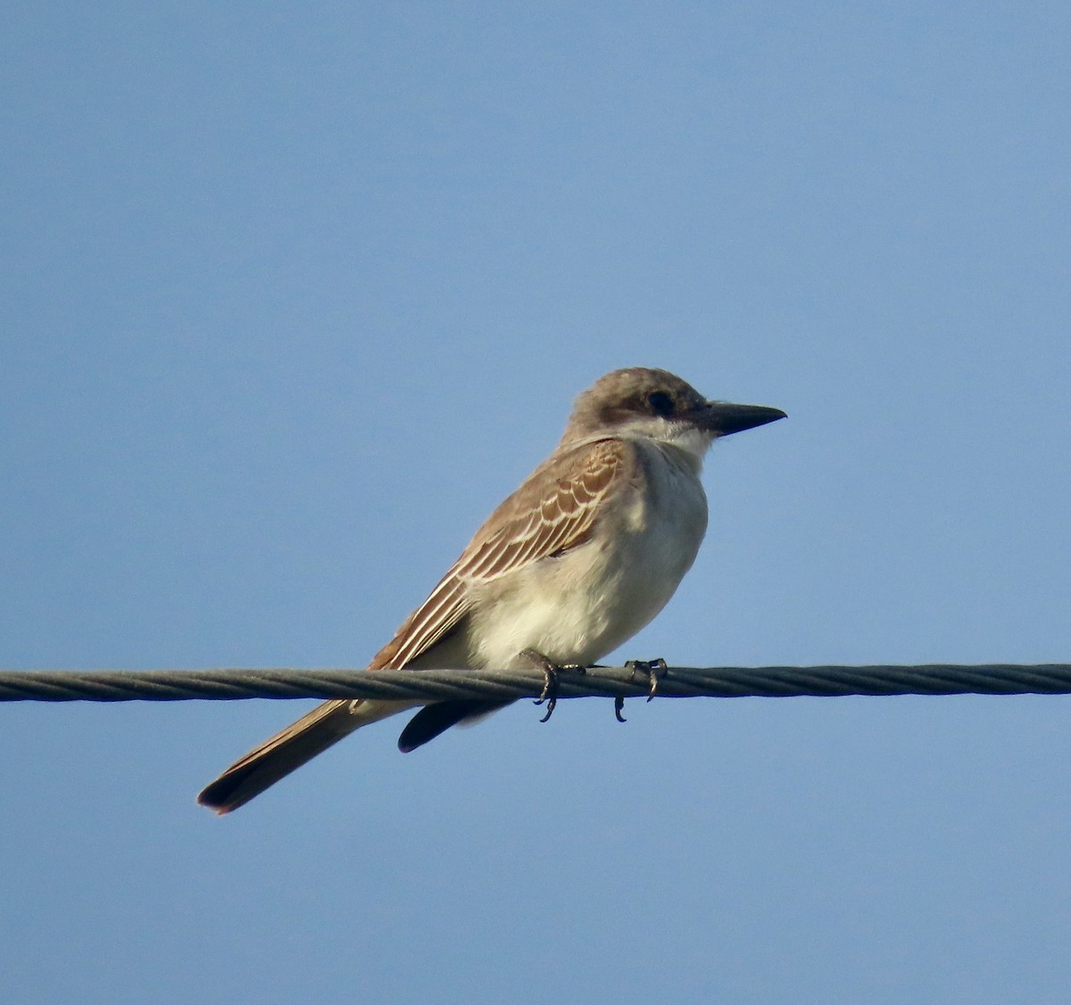 Gray Kingbird - ML642811049