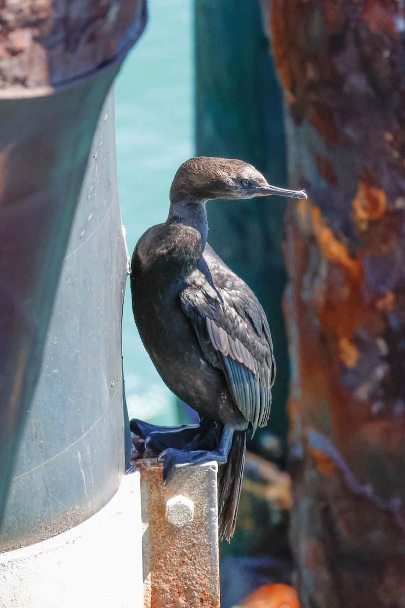 Pelagic Cormorant - ML642811050