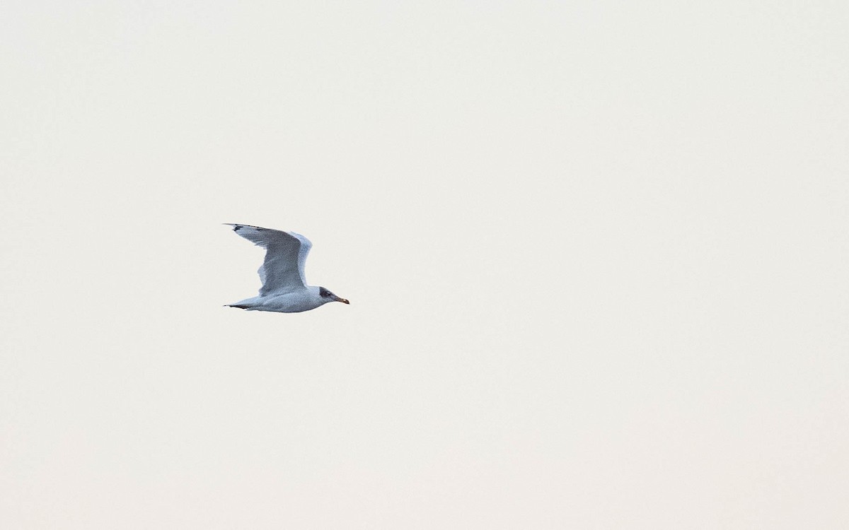 Pallas's Gull - ML642811067