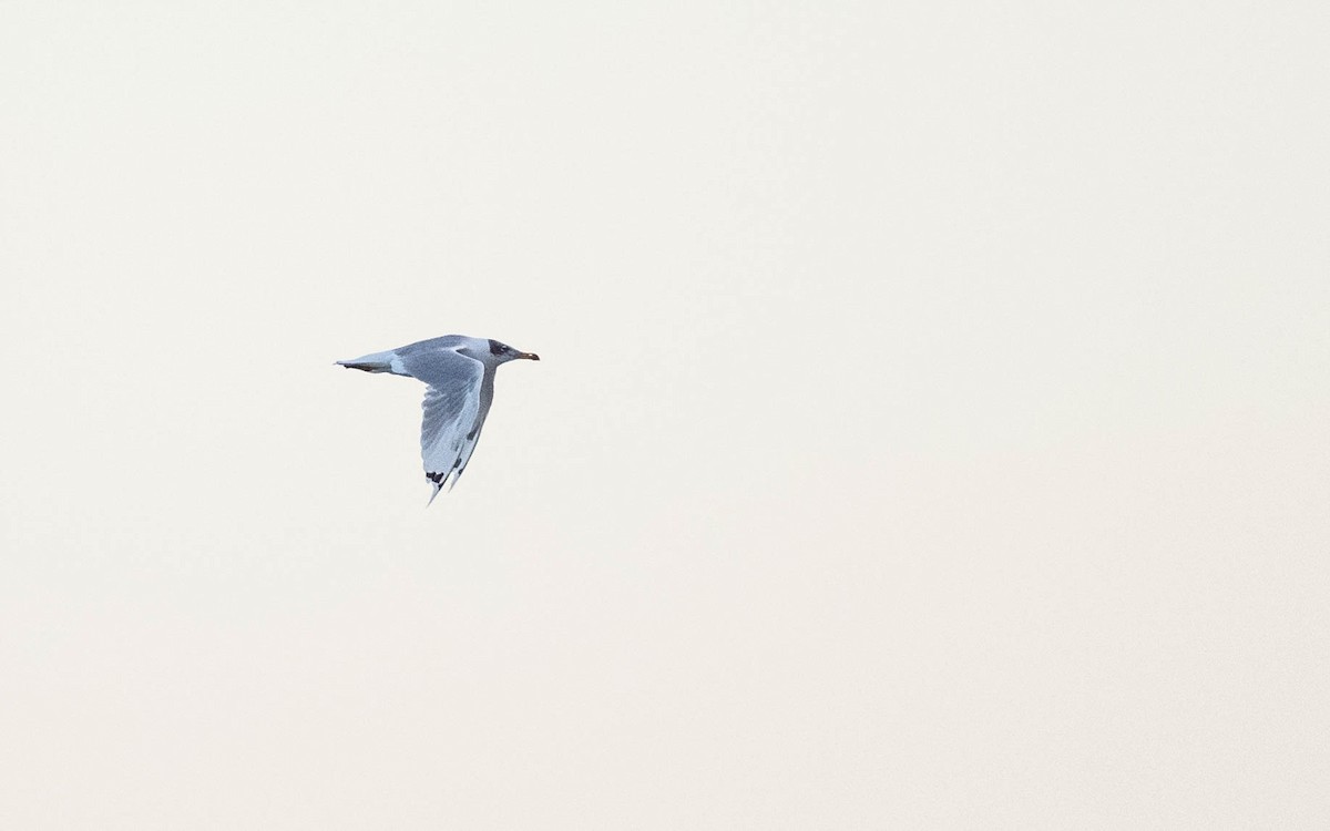 Pallas's Gull - ML642811068