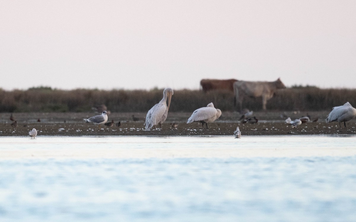 Pallas's Gull - ML642811069