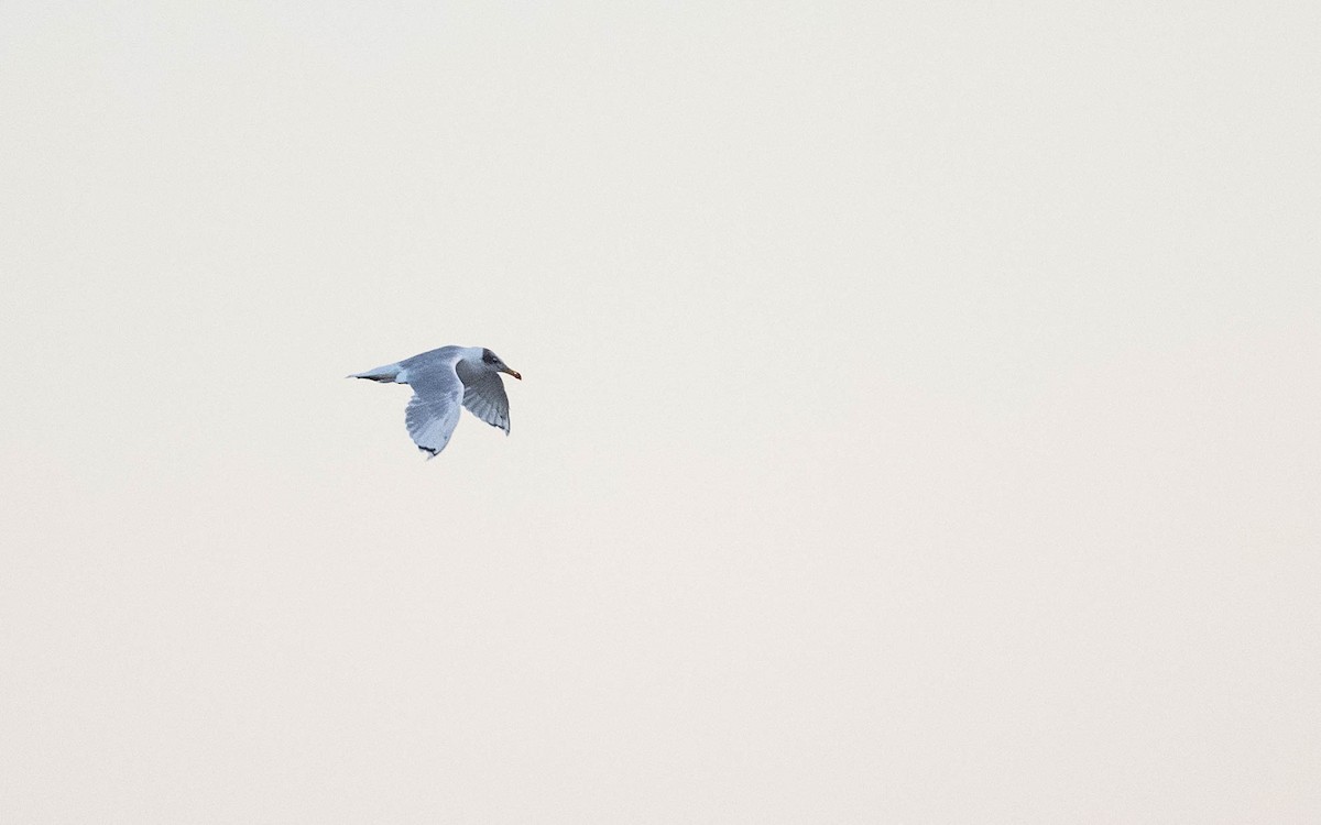 Pallas's Gull - ML642811070