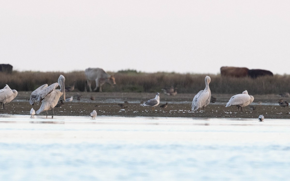Pallas's Gull - ML642811071