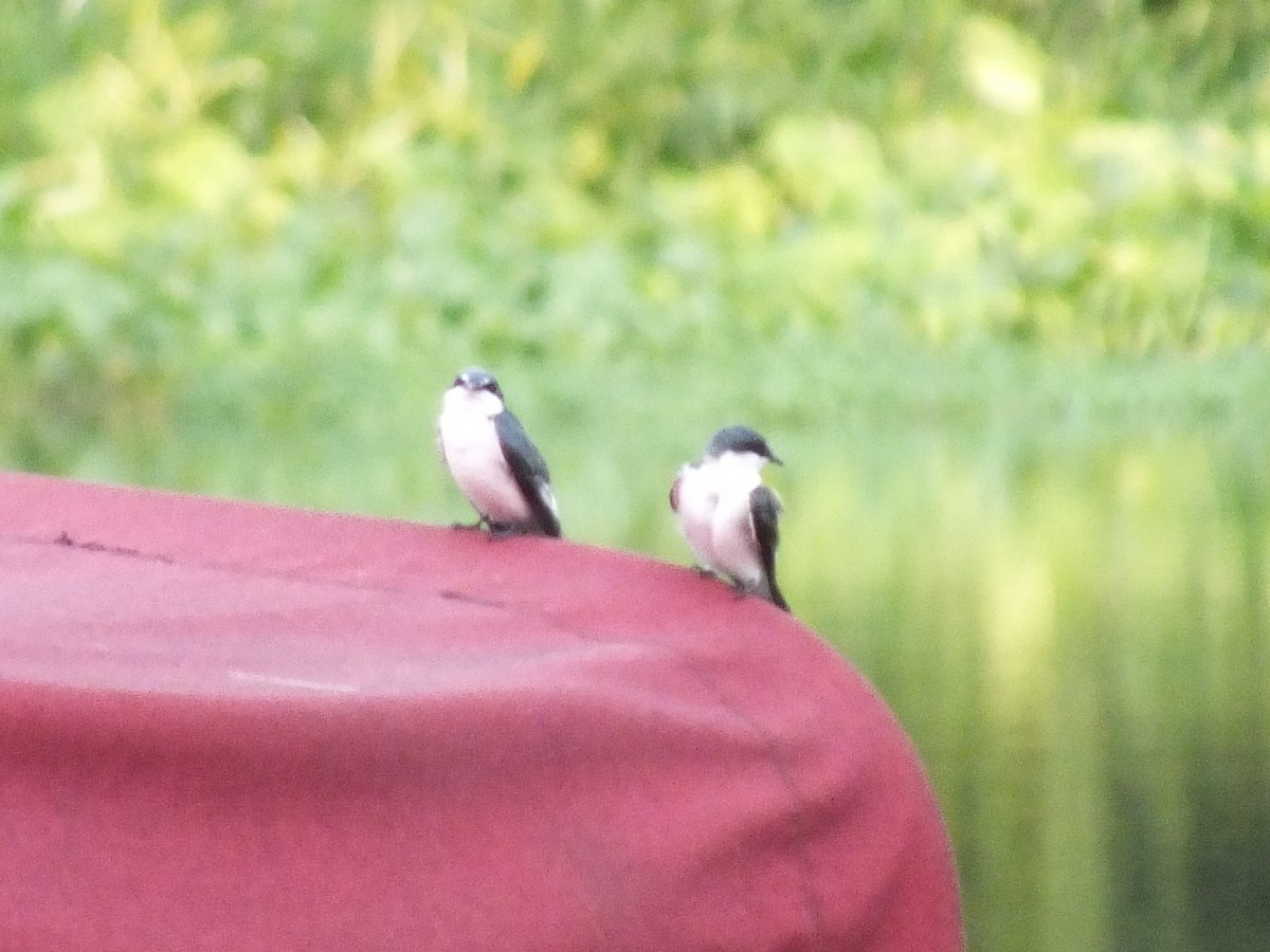 Mangrove Swallow - ML642811081