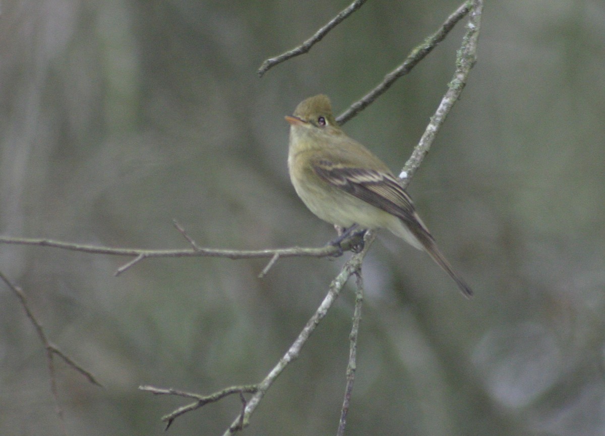Western Flycatcher (Cordilleran) - ML642811084