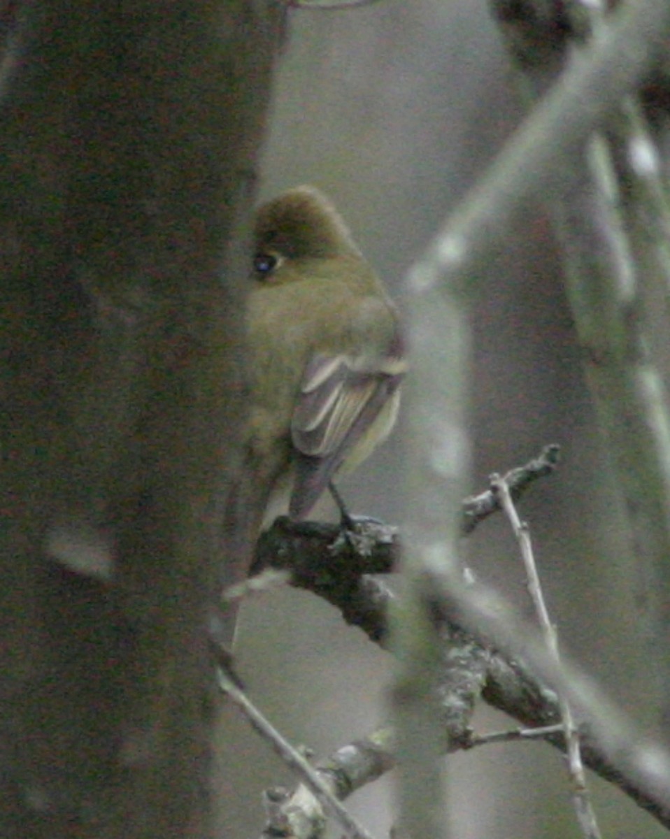 Western Flycatcher (Cordilleran) - ML642811086