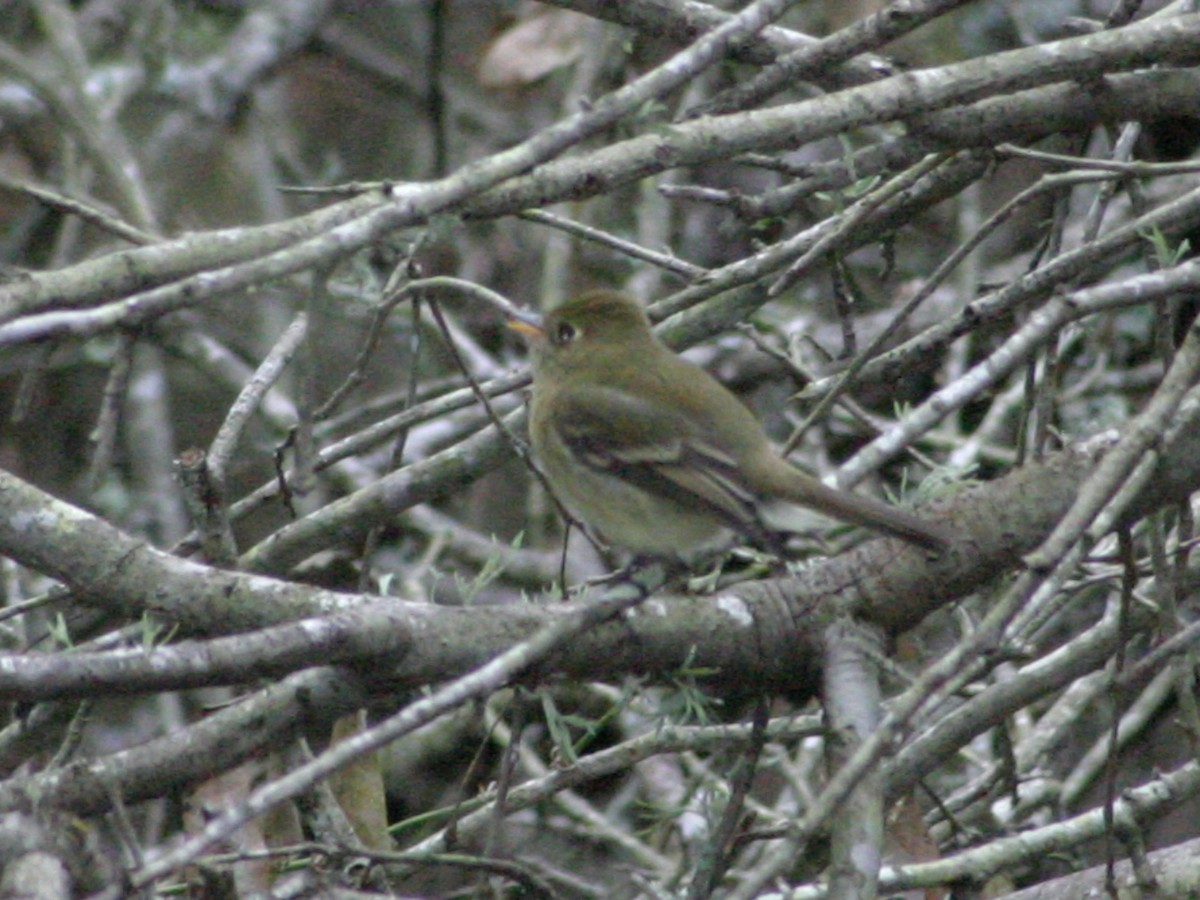 Western Flycatcher (Cordilleran) - ML642811088