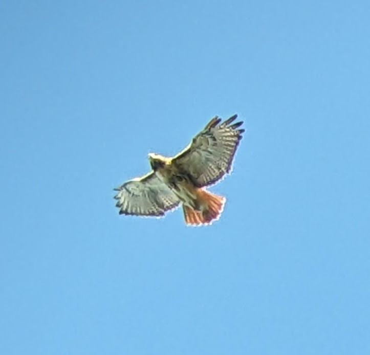 Poiana codarossa - ML642811095