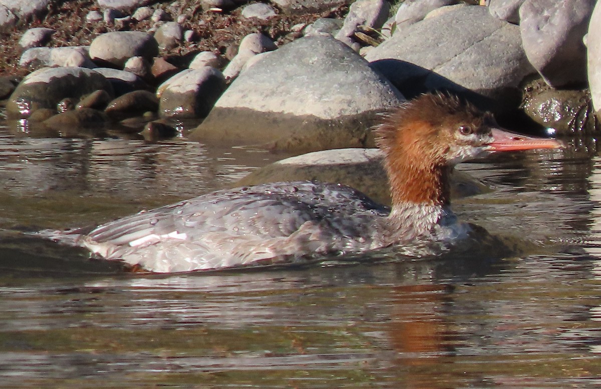 Common Merganser - ML642811098
