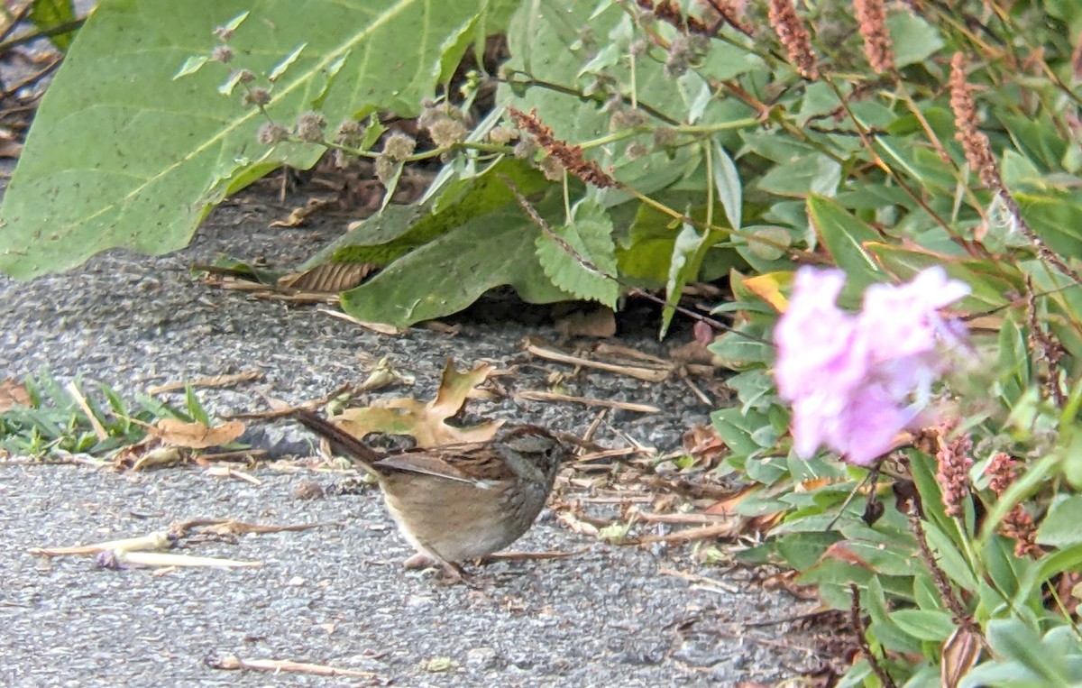 Swamp Sparrow - ML642811108