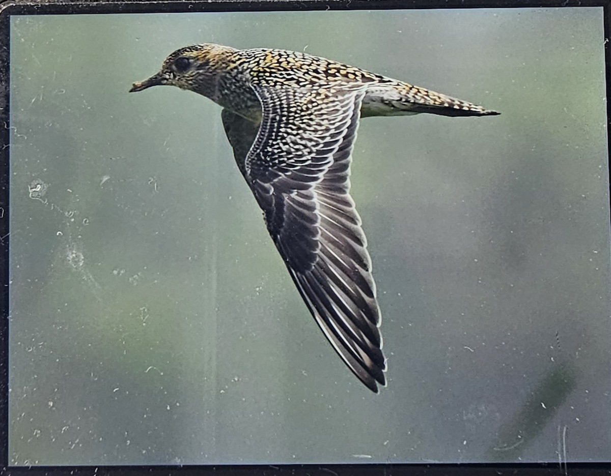 Pacific Golden-Plover - ML642811121