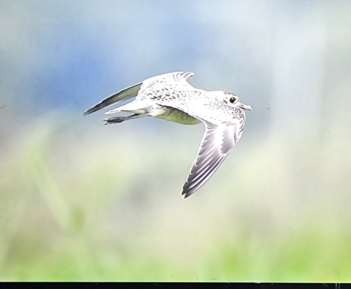 Pacific Golden-Plover - ML642811127
