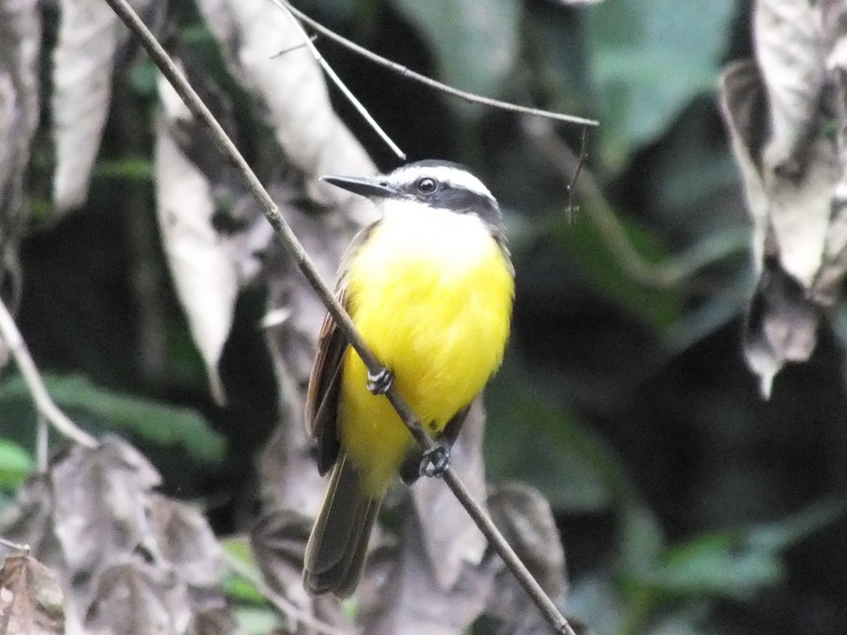 Lesser Kiskadee - ML642811129
