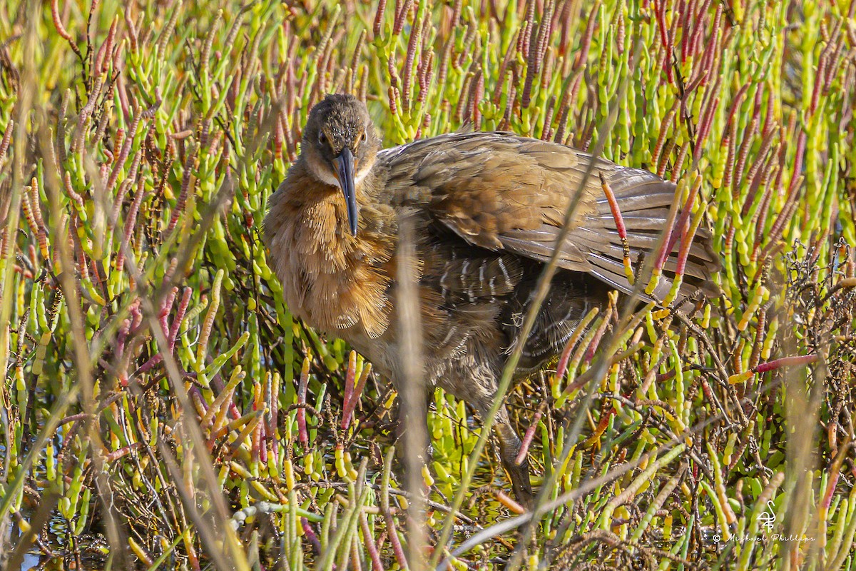 Ridgway's Rail - ML642811135