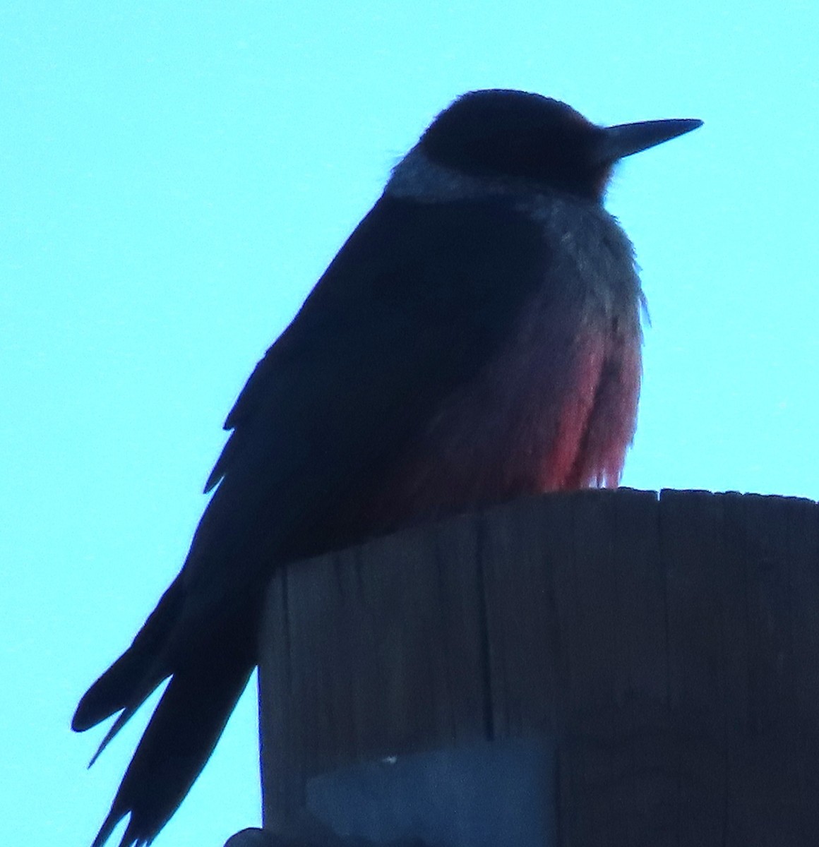 Lewis's Woodpecker - ML642811140
