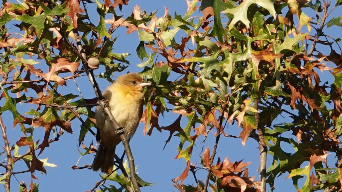 Baltimore Oriole - ML642811141