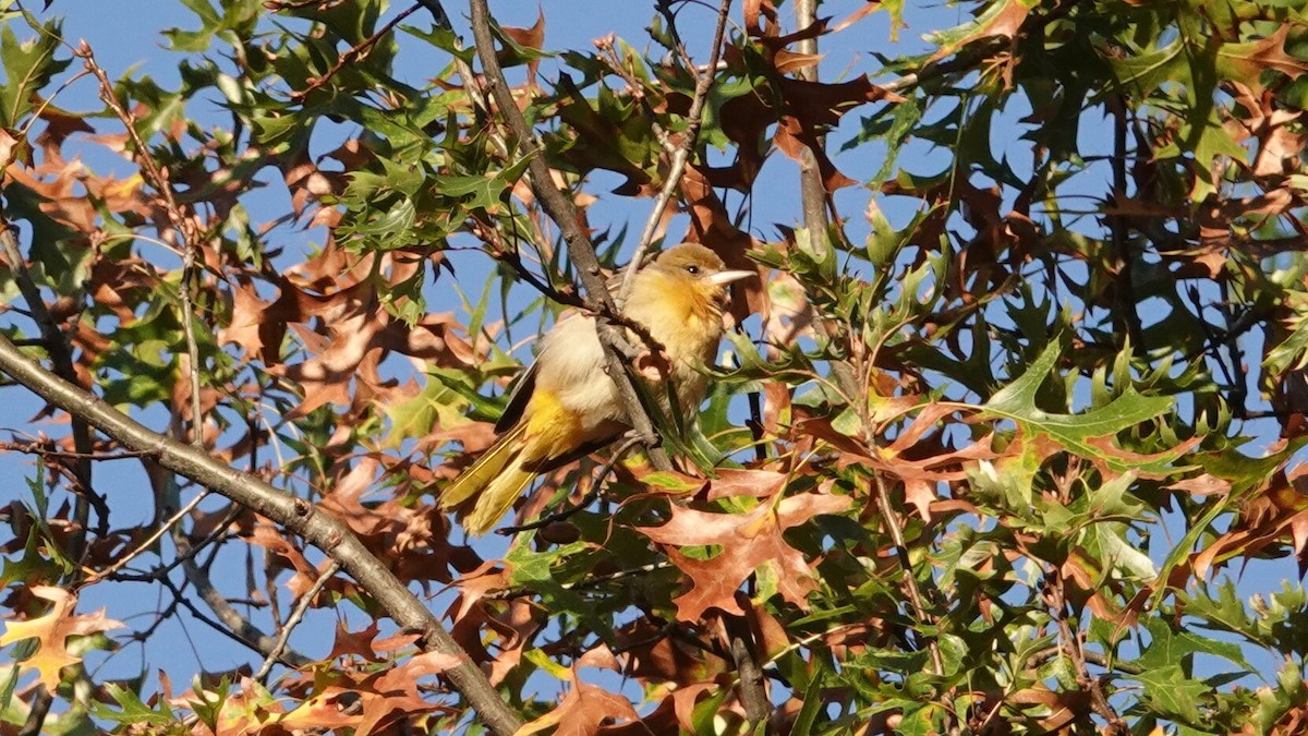 Baltimore Oriole - ML642811142