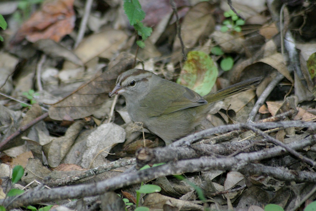 Olive Sparrow - ML642811143