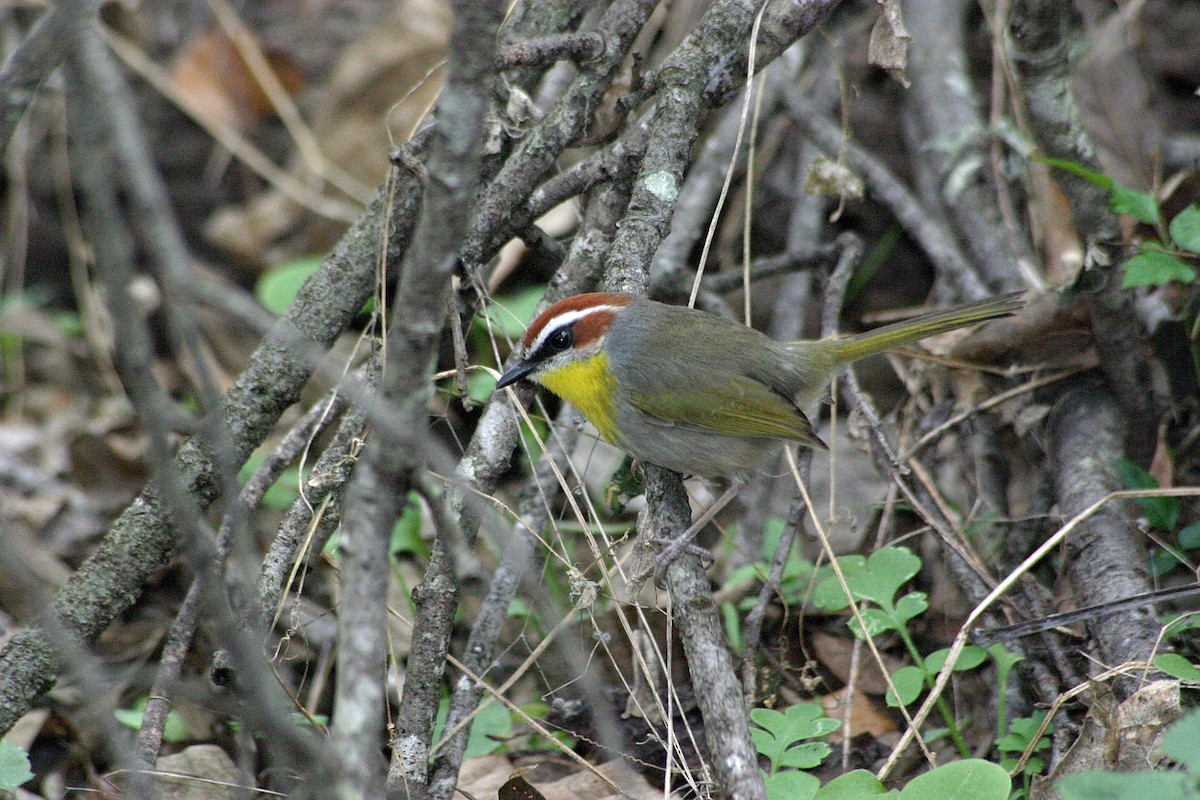 Rufous-capped Warbler (rufifrons Group) - ML642811145