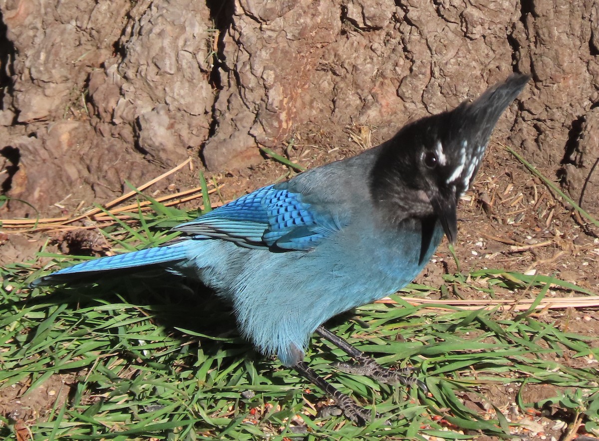 Steller's Jay - ML642811147