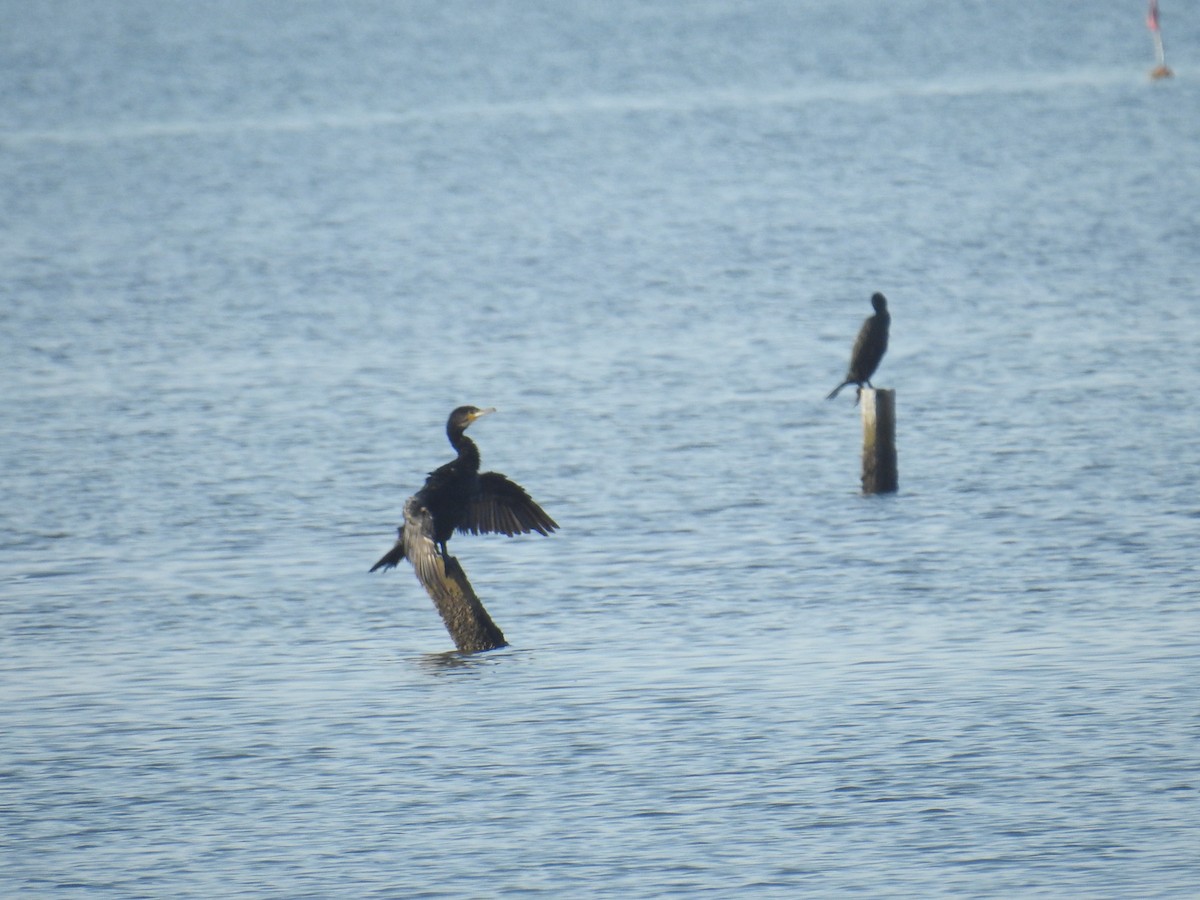 Great Cormorant - ML642811157