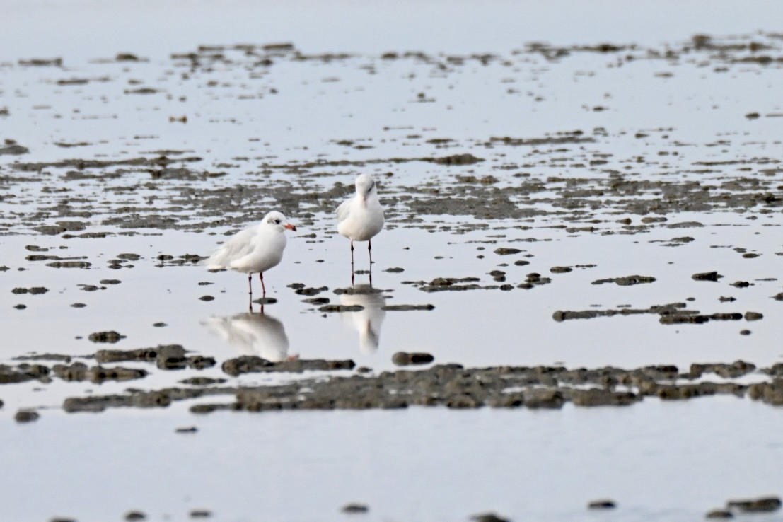 Mediterranean Gull - ML642811167