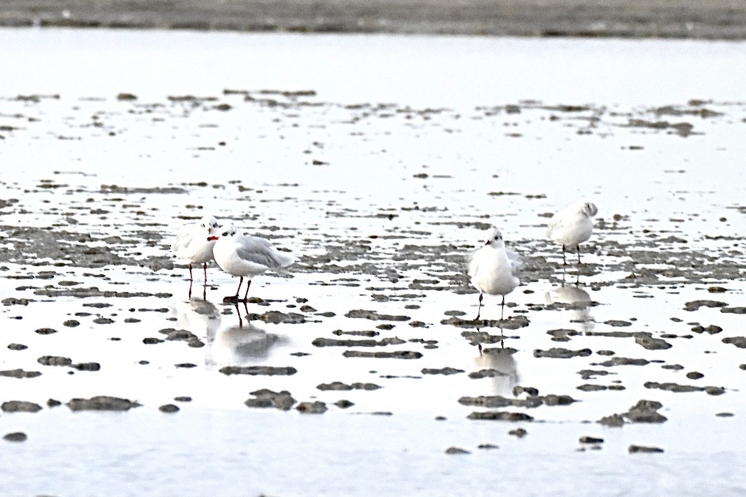 Mediterranean Gull - ML642811168