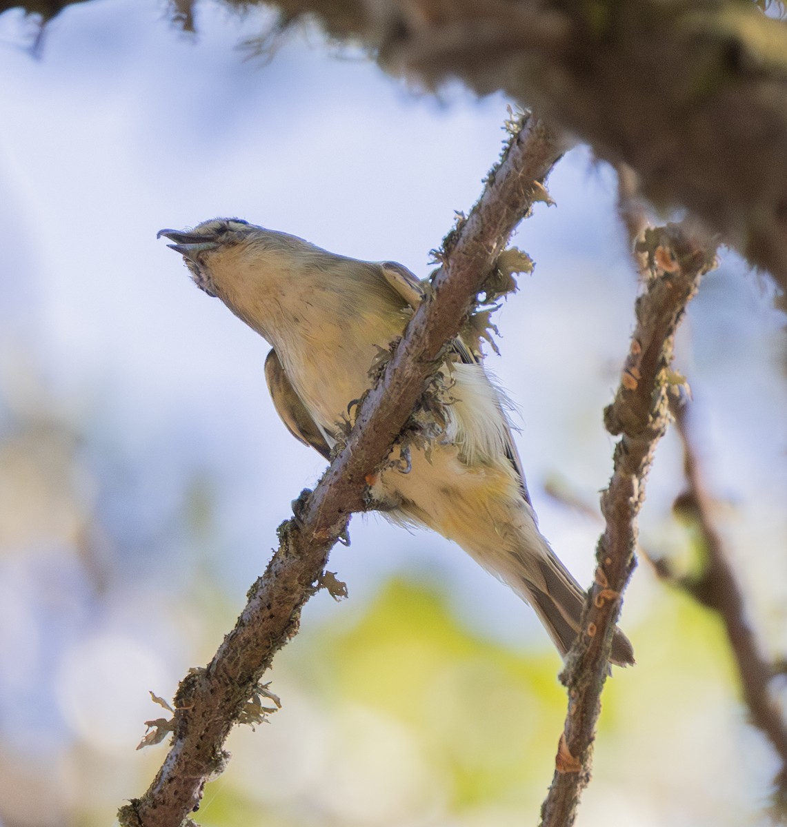 Cassin's Vireo - ML642811176