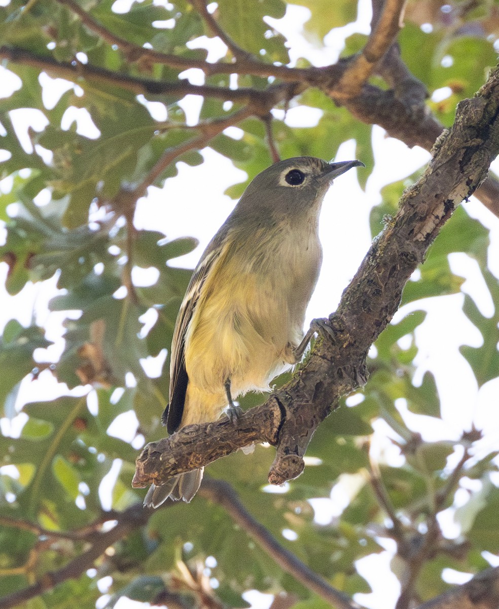 Cassin's Vireo - ML642811177