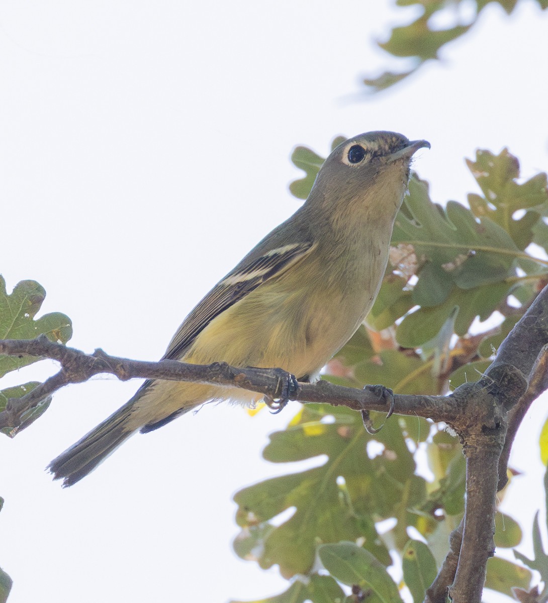 Cassin's Vireo - ML642811178