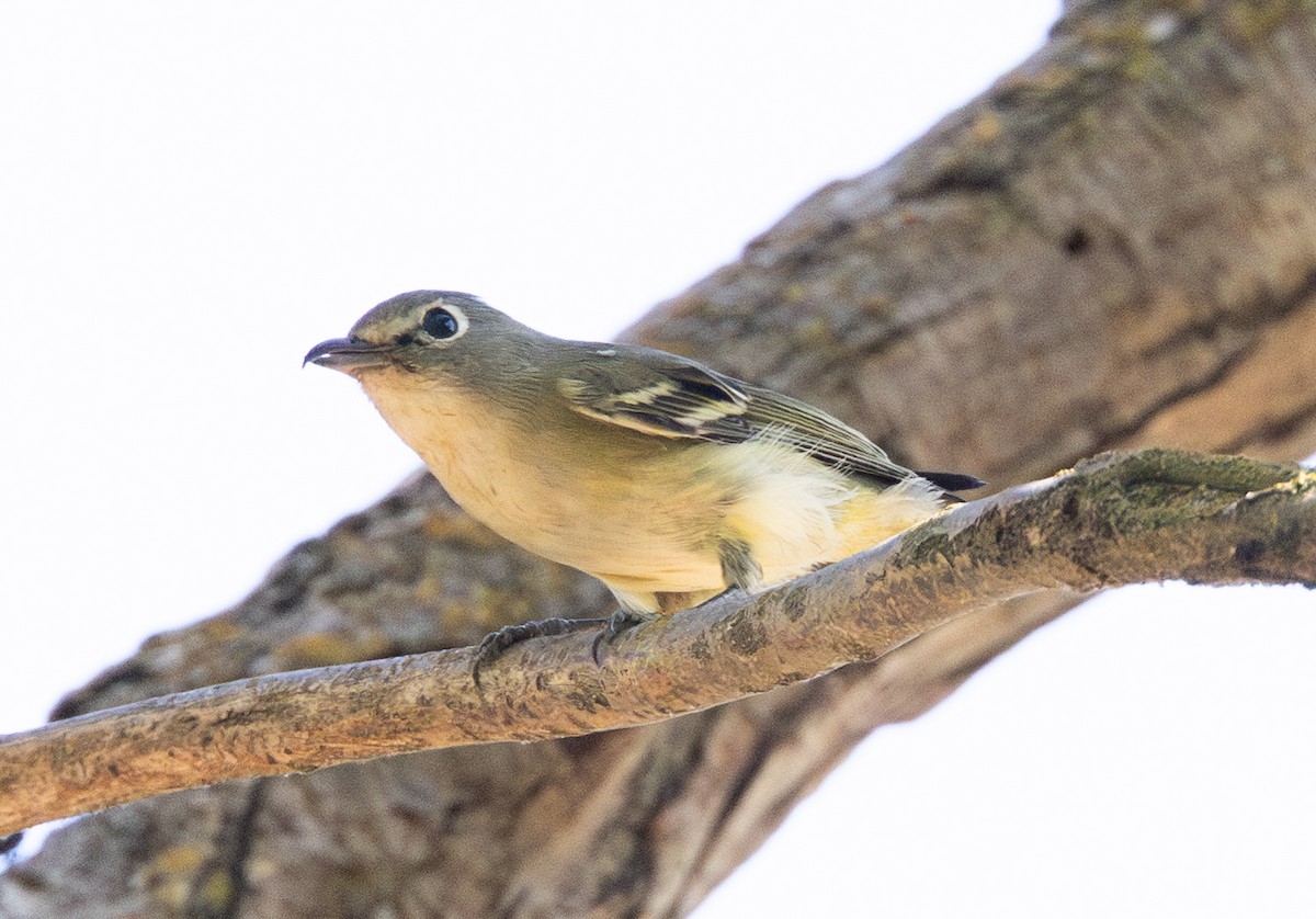 Cassin's Vireo - ML642811179