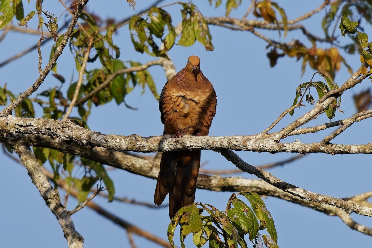 Little Cuckoo-Dove (Eucalypt) - ML642811180