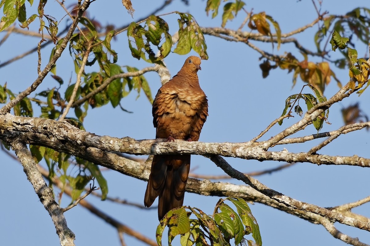 Little Cuckoo-Dove (Eucalypt) - ML642811181
