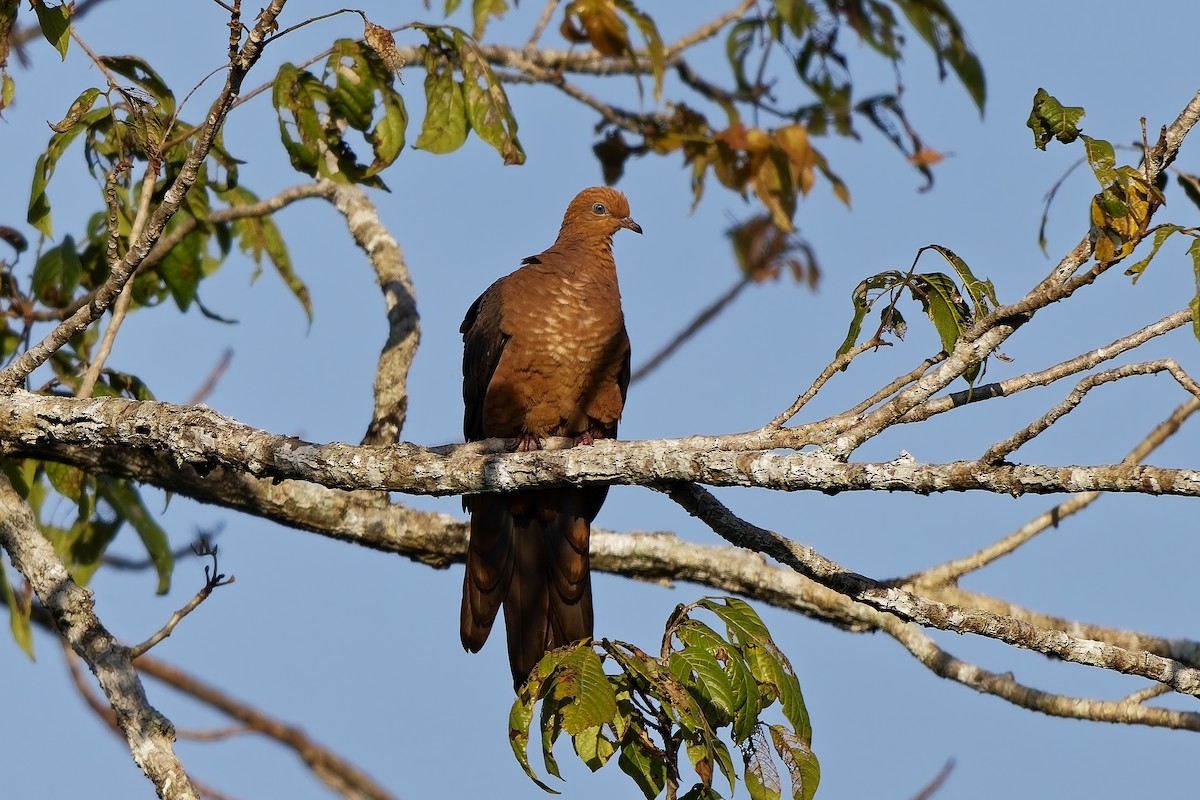 Little Cuckoo-Dove (Eucalypt) - ML642811182