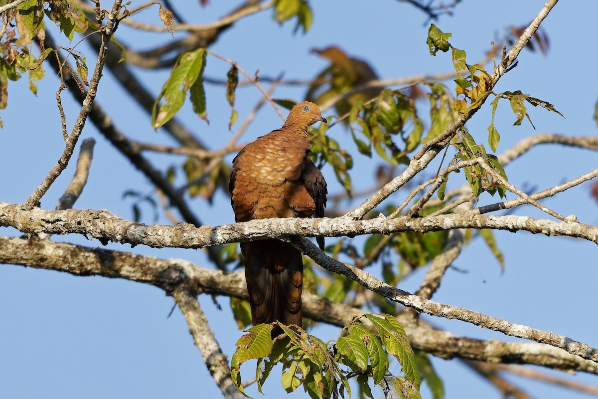 Little Cuckoo-Dove (Eucalypt) - ML642811183