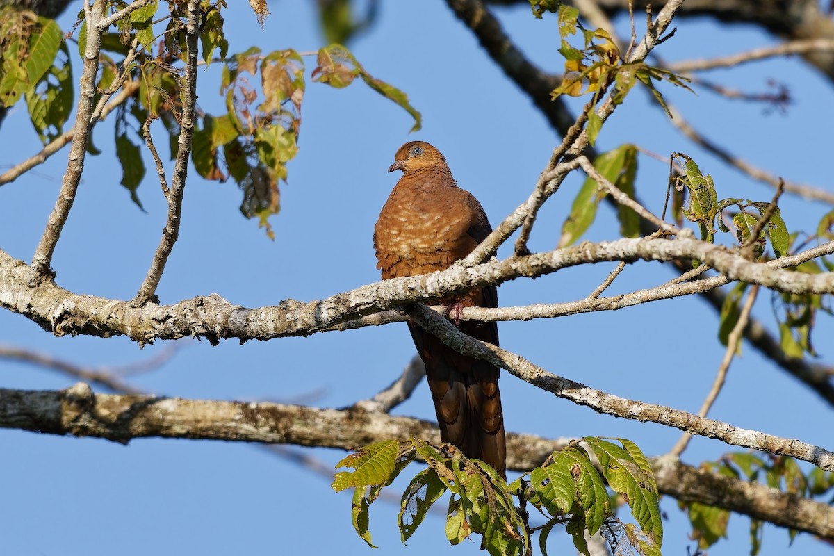 Little Cuckoo-Dove (Eucalypt) - ML642811192