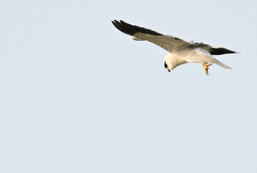 Black-winged Kite - ML642811197