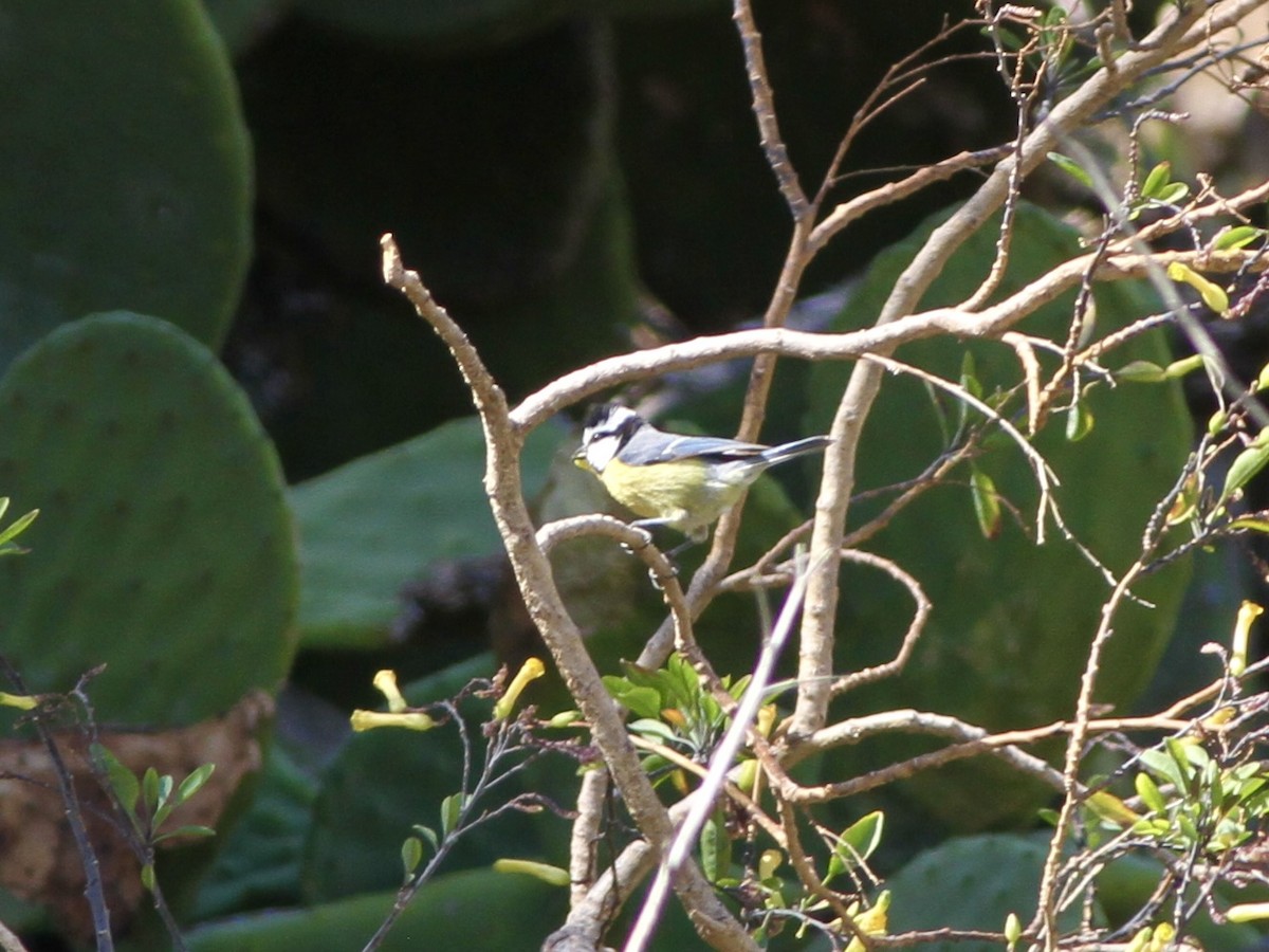 Mésange nord-africaine - ML642811199