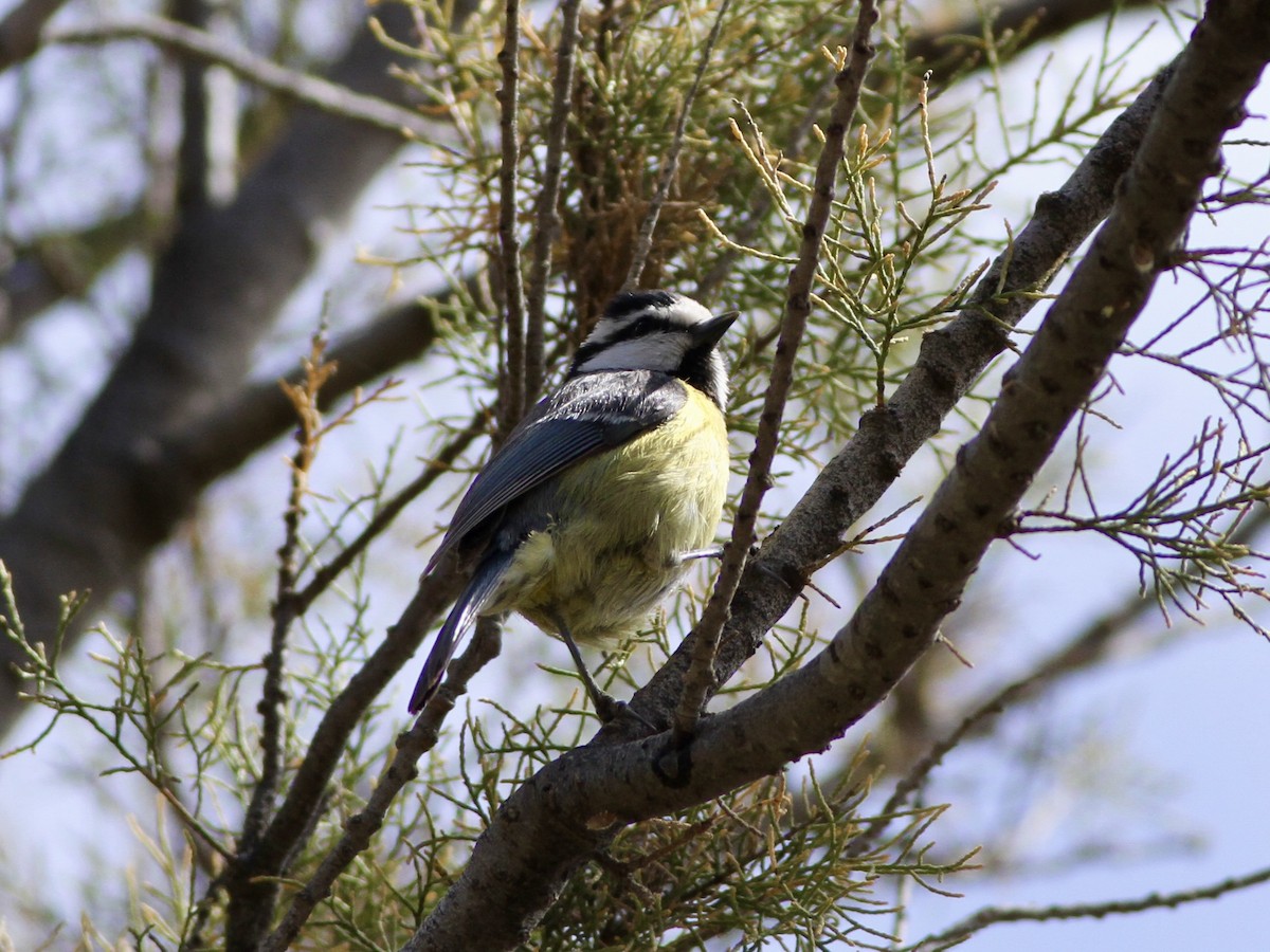 Mésange nord-africaine - ML642811201