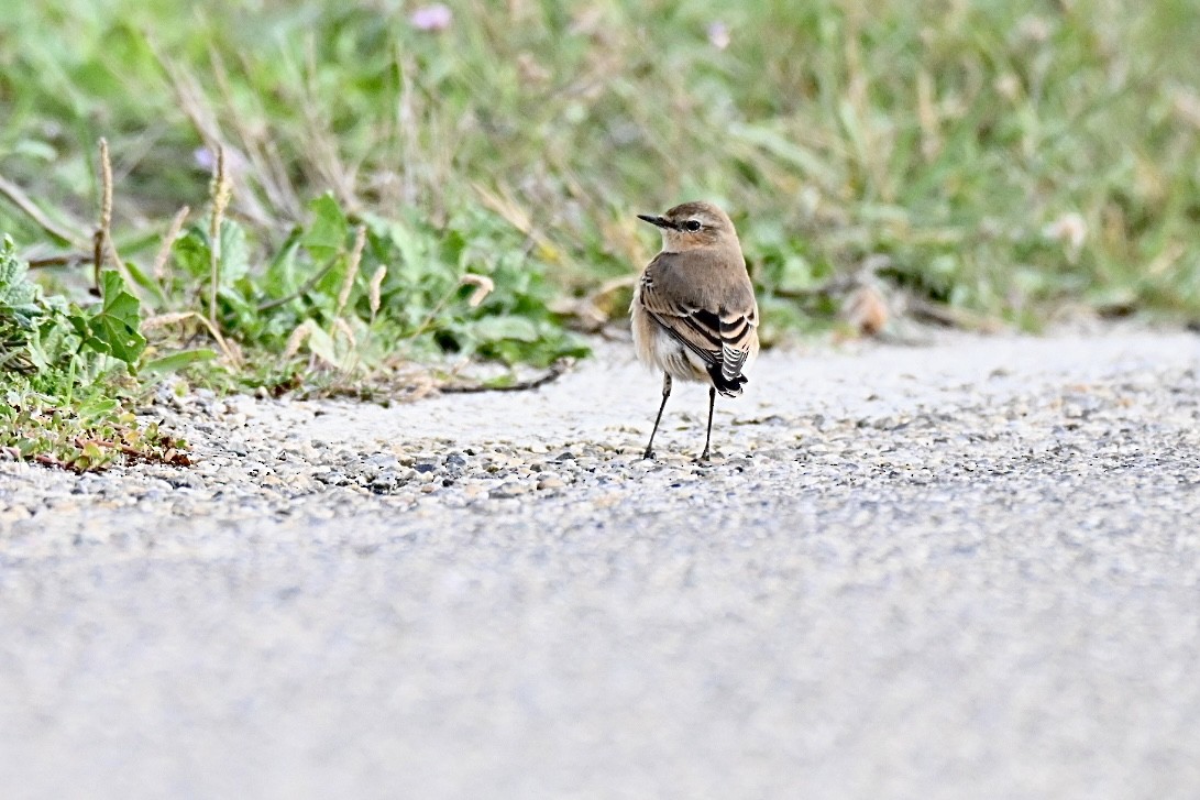Northern Wheatear - ML642811202