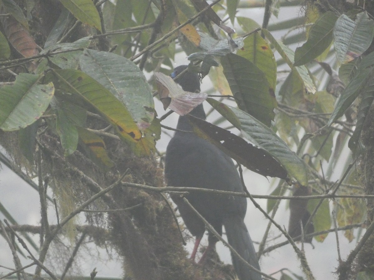 Sickle-winged Guan - ML642811211