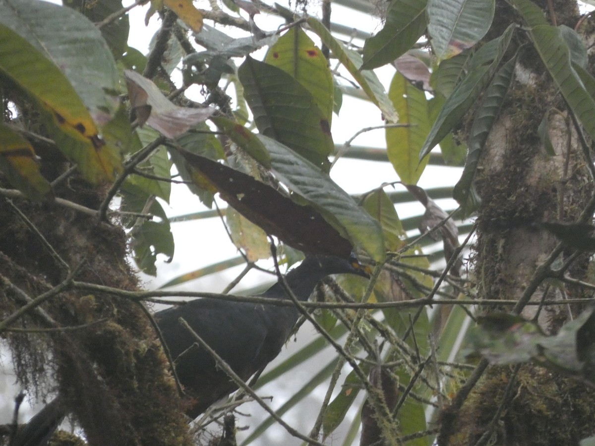 Sickle-winged Guan - ML642811212