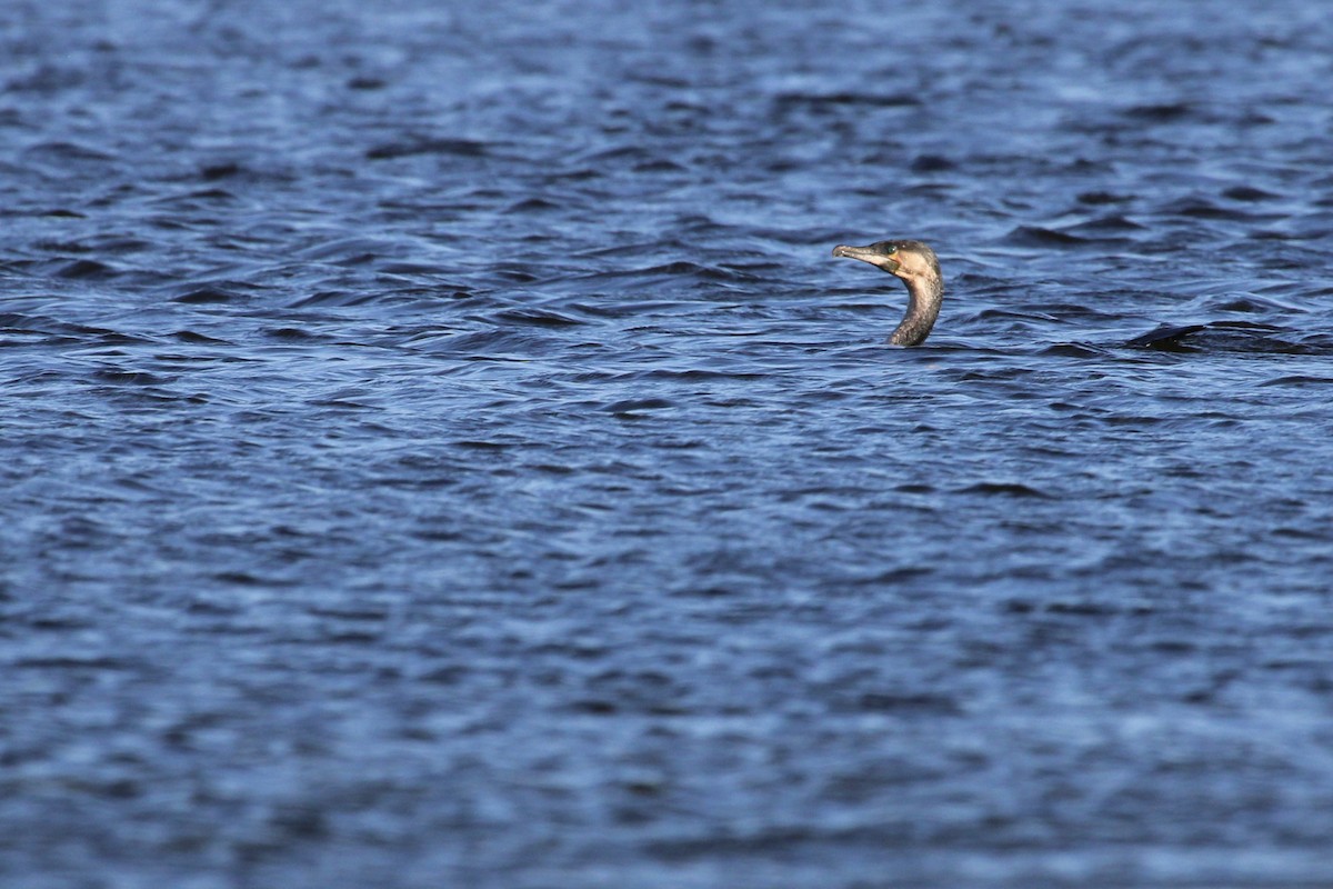 Great Cormorant - ML642811241