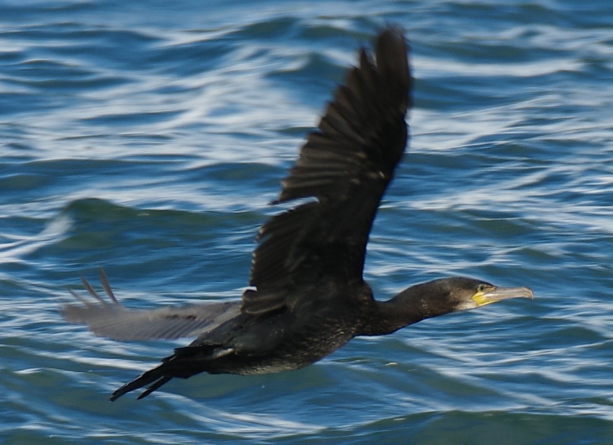 Great Cormorant - ML642811272