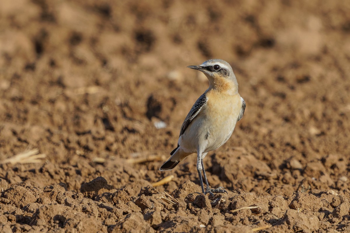 Northern Wheatear - ML642811273