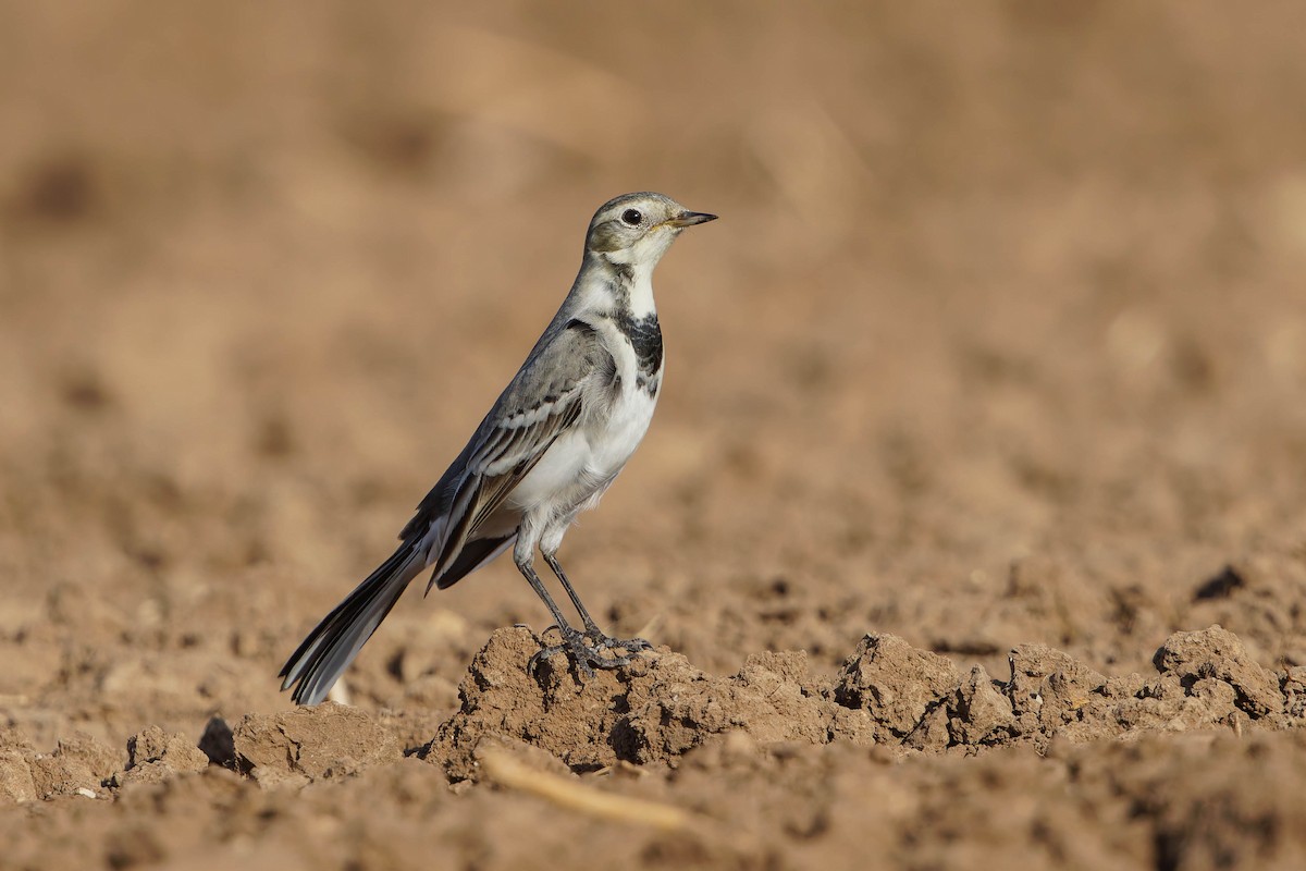 White Wagtail - ML642811276
