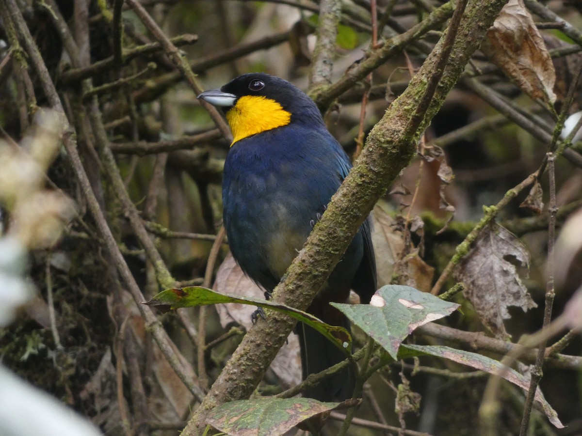 Tangara Capiazul - ML642811286