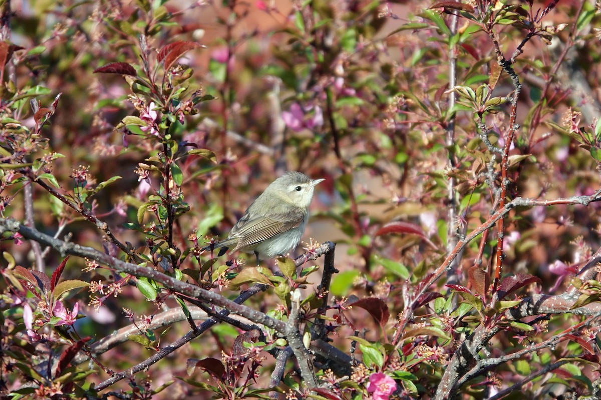 Warbling Vireo - ML642811295