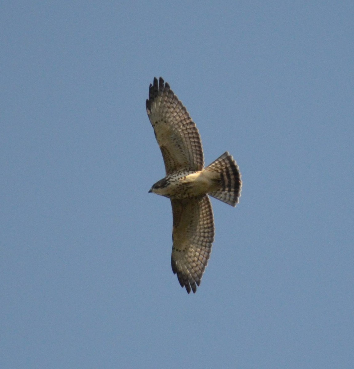 Broad-winged Hawk - ML642811302