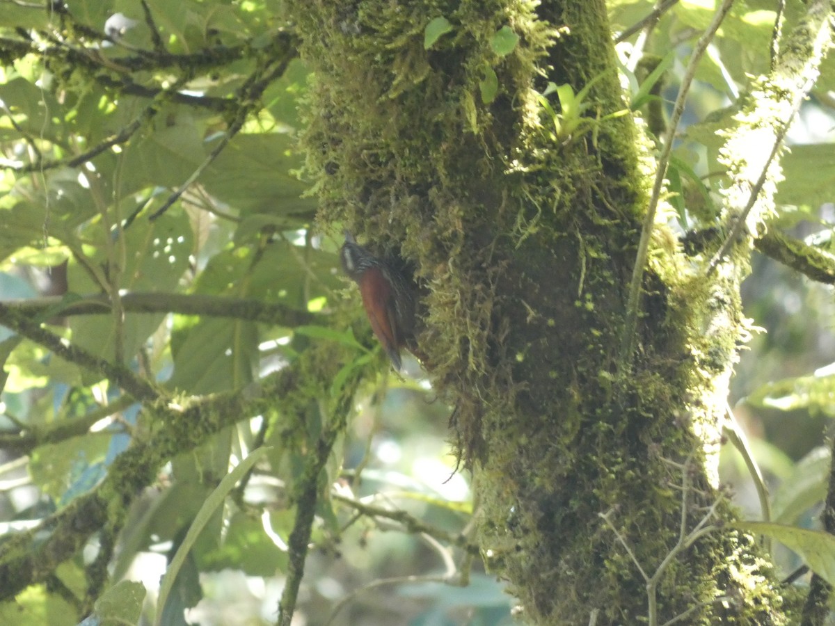 Anabasitte perlée - ML642811303